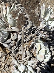 Dudleya traskiae