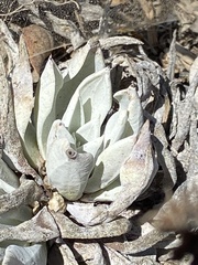 Dudleya traskiae