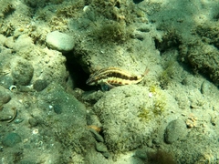 Serranus psittacinus