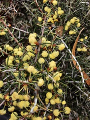 Acacia nyssophylla
