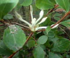 Rhododendron serrulatum