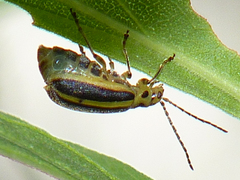 Trirhabda borealis