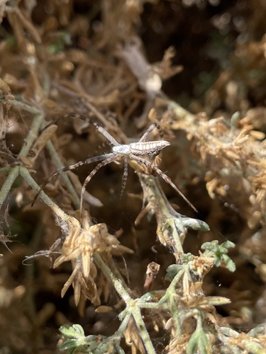 photo of Banded Garden Spider (Argiope trifasciata)