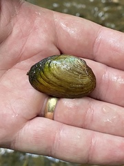 Toxolasma cylindrellum