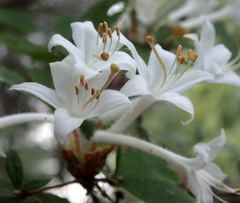 Rhododendron serrulatum