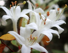 Rhododendron serrulatum
