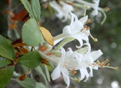 Rhododendron serrulatum