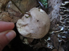 Scleroderma septentrionale