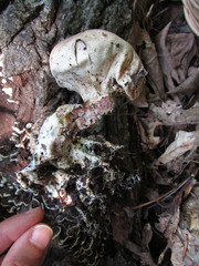 Scleroderma septentrionale