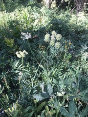 Angelica capitellata