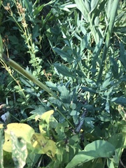Angelica capitellata