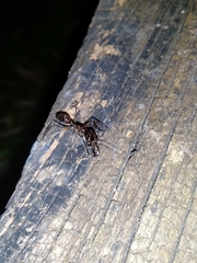 Odontomachus chelifer