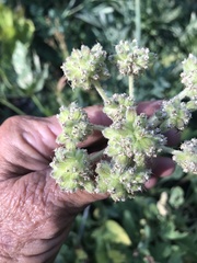 Angelica capitellata