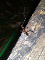 Odontomachus chelifer