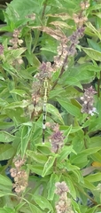 Orthetrum sabina