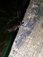 Odontomachus chelifer