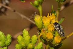 Acmaeodera bacchariphaga