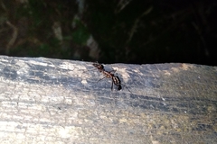 Odontomachus chelifer