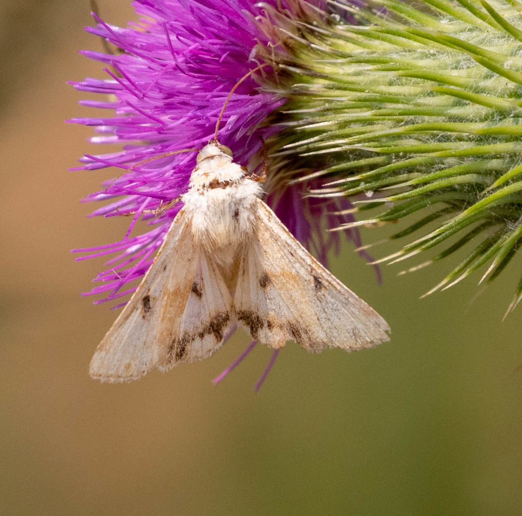 Corn Earworm Moth From EBMUD Contra Costa California United States 