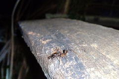 Odontomachus chelifer