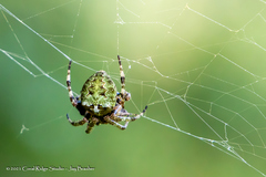 Araneus bicentenarius