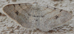 Digrammia pallidata