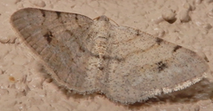 Digrammia pallidata