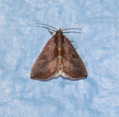 Galgula