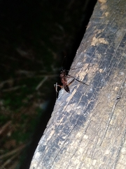 Odontomachus chelifer