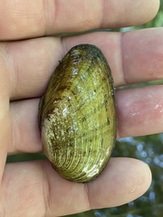 Cambarunio taeniatus