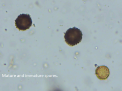 Scleroderma septentrionale