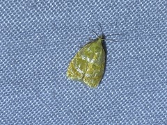 Acleris curvalana