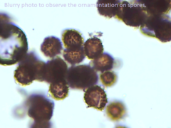 Scleroderma septentrionale