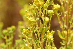 Crossidius testaceus