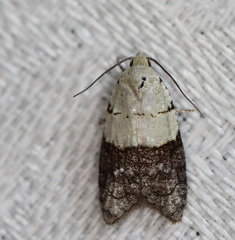 Tracholena sulfurosa