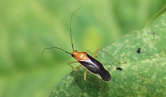 Ganocapsus filiformis