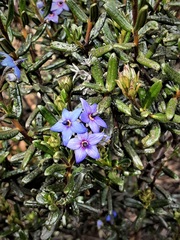 Halgania andromedifolia