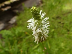 Sanguisorba