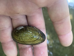 Cambarunio taeniatus