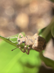 Platyomus zebra