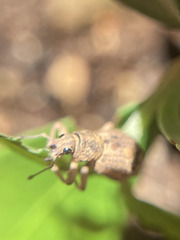 Platyomus zebra