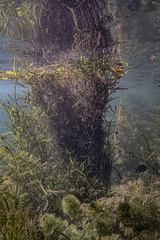 Heteranthera zosterifolia