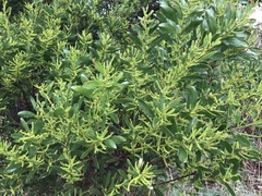 Acacia longifolia sophorae