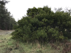 Acacia longifolia sophorae