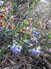 Halgania andromedifolia