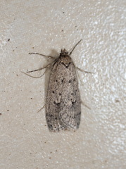 Acantholena siccella