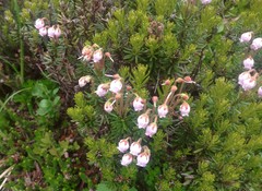 Phyllodoce × intermedia