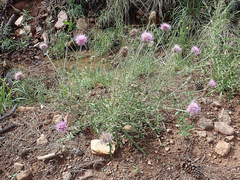 Cirsium wheeleri