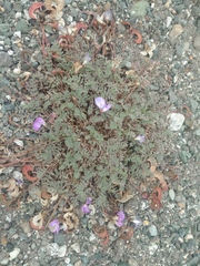 Astragalus nutzotinensis