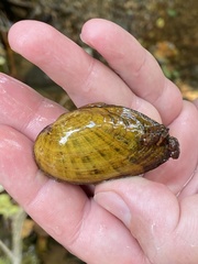 Cambarunio taeniatus